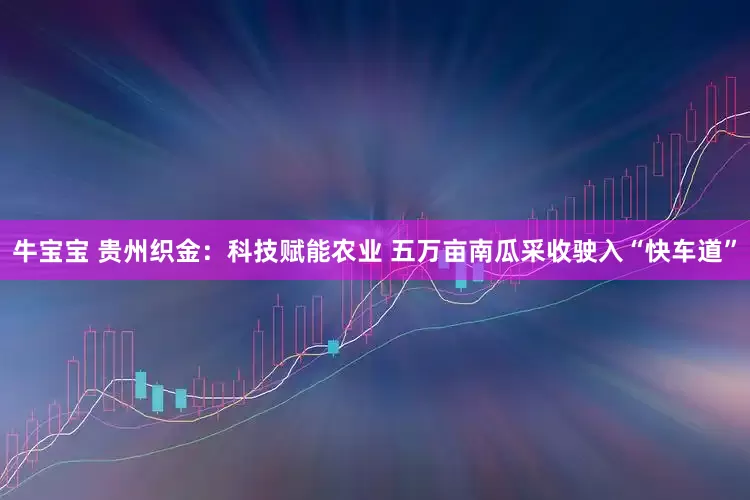 牛宝宝 贵州织金：科技赋能农业 五万亩南瓜采收驶入“快车道”
